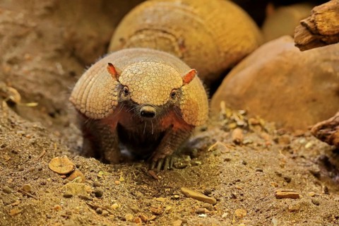 Big hairy armadillo (Chaetophractus villosus)