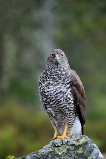 Northern goshawk (Accipiter gentilis)