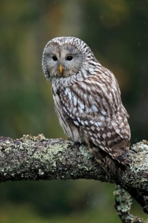 Ural owl (Strix uralensis)
