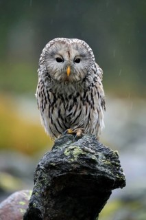 Ural owl (Strix uralensis)