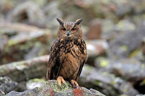 Eurasian eagle owl (Bubo bubo)