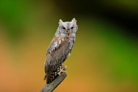European scops owl (Otus scops)