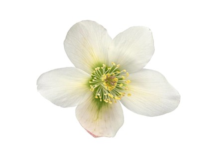 Oriental hellebore (Helleborus orientalis)