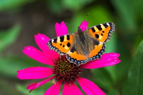 Small tortoiseshell (Aglais urticae)