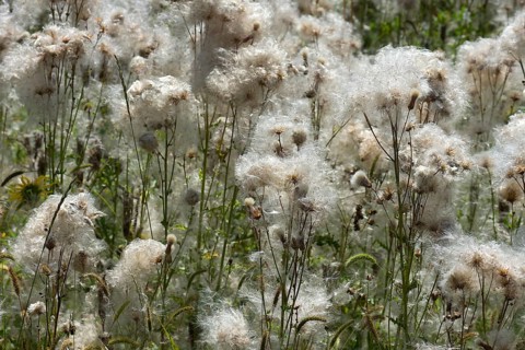 Flowering thistle (Cirsium arvense) Bavaria