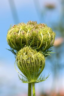 Seed stand of the wild Wild carrot (Daucus carota subsp. carota)