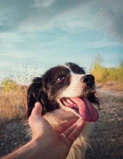 Dog and man friendship concept. Master hand petting his dog friend. Funny playful puppy