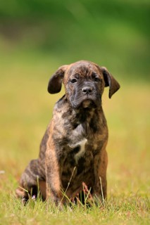 Cane Corso Boxer mix Domestic dog (Canis lupus familiaris)