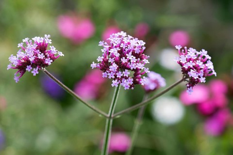 Purpletop vervain (Verbena bonariensis)