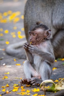 Young Crab eating macaque (Macaca fascicularis) or Javan monkey