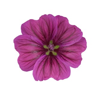 Moroccan wild mallow (Malva sylvestris subsp. subacaulis)