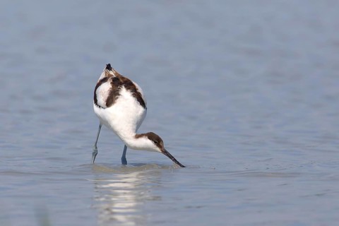 Black capped avocet (Recurvirostra avosetta)
