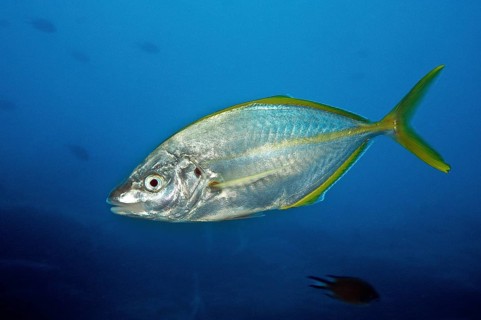 White trevally (Pseudocaranx dentex)