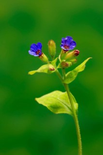 Common lungwort (Pulmonaria officinalis)