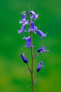 Spanish bluebell (Hyacinthoides hispanica)