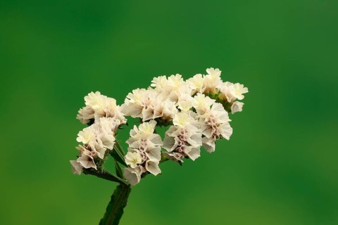 Sea Lavender (Limonium)