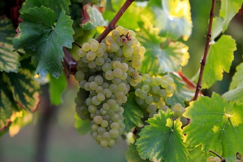Grape vine (Vitis vinifera)