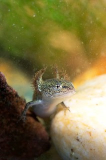 Pig larva (Lissotriton)