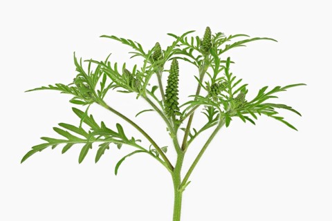 Common Ragweed (Common Ragweed)