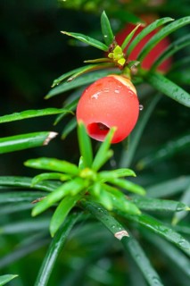 English yew (Taxus baccata)