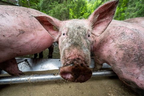 Domestic Pigs (Sus scrofa domesticus) at a trough in an outdoor enclosure