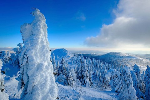 Snow-covered spruces