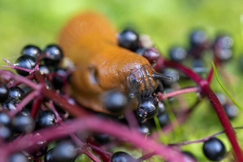 Red slug (Arion rufus) feeding on elderberries