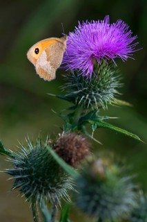 Thistle flower with butterfly