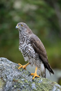 Northern goshawk (Accipiter gentilis)