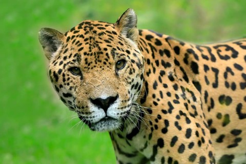 Jaguar (Panthera onca)
