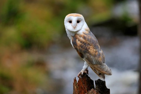 Common barn owl (Tyto alba)