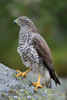 Northern goshawk (Accipiter gentilis)