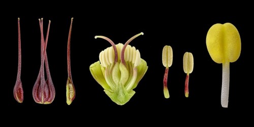 Barnhaven hybrid (Helleborus x hybridus)