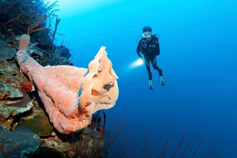 Diver looking at large pink vase sponge (Niphates digitalis)
