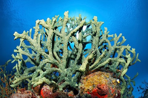 Green finger sponge (Iotrochota birotulata)