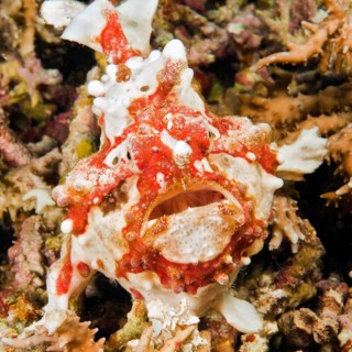 Warty frogfish (Antennarius maculatus)