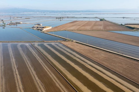 Flooded rice fields in May