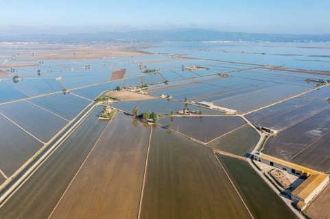 Flooded rice fields in May