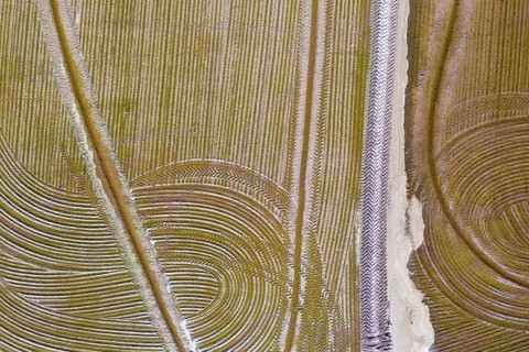 Detail of a flooded rice field in May