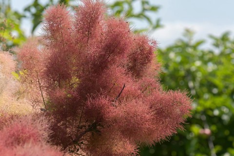 Flowering wig shrub (Cotinus coggygria)