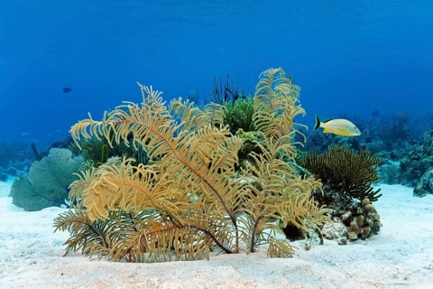 Slimy Sea Plume (Pseudopterogorgia americana) on a sandy bottom