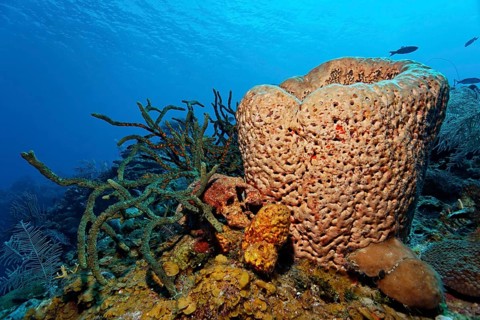 Left Green finger sponge (Lotrochota birotulata)