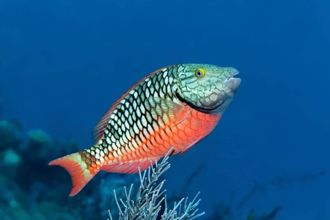 Stoplight parrotfish (Sparisoma viride)