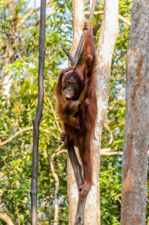 Bornean orangutan (Pongo pygmaeus) climbing tree