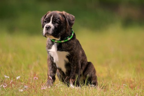 Cane Corso Boxer mix Domestic dog (Canis lupus familiaris)