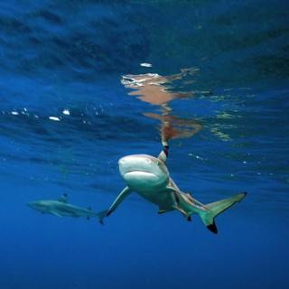 Blacktip reef shark (Carcharhinus melanopterus) reflected under water surface and threatening with lowered fins