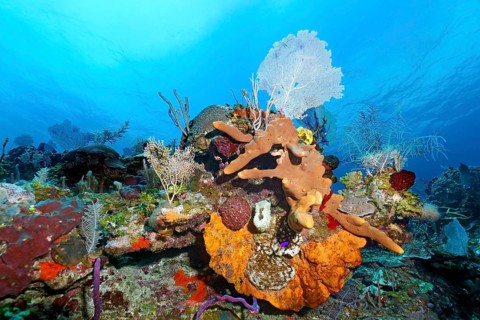 Typical Caribbean coral reef with various sponges and corals