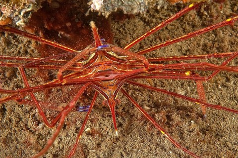 Mating Arrow Crab (Stenorhynchus lanceolatus)