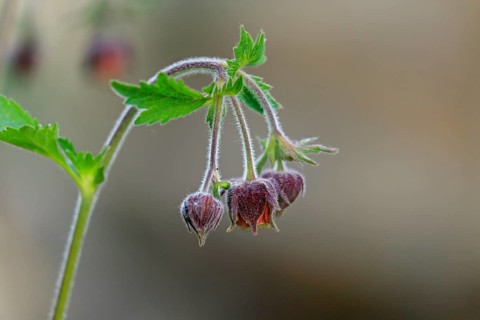 Bach clovewort (Geum rivale)