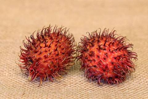 Rambutan (Nephelium lappaceum)